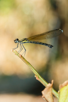 Dragonfly , insect,animal.