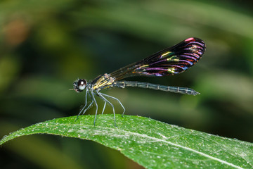 Dragonfly , insect,animal.