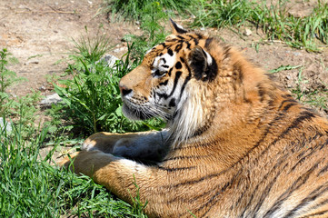 Adult tiger lying on the grass 