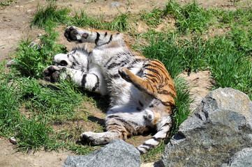 Adult tiger lying grass with his paws to the top