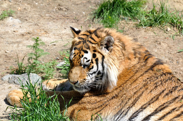Adult tiger lying on the grass 