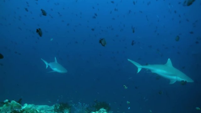 Shark swims at the edge of the reef in search of food in lagoon ocean. Amazing, beautiful underwater marine life world of sea creatures in Maldives. Scuba diving and tourism.