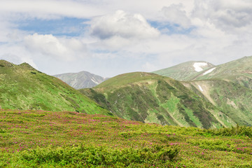 Mountain ranges with glade of rhododendrons in the foreground