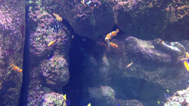 Aquarium - Clown Fish - Nemo