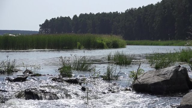 Ural River Pyshma With Rapids On Foreground Reed On Middleground And Pine Forest On Background