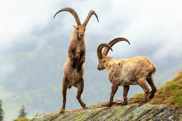 Steinböcke beim Kampf