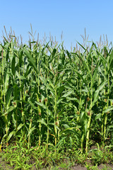 真夏のとうもろこし畑