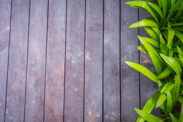 Old grunge wood with green leaves .