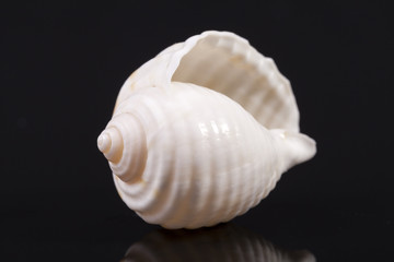Single white sea shell isolated on black background
