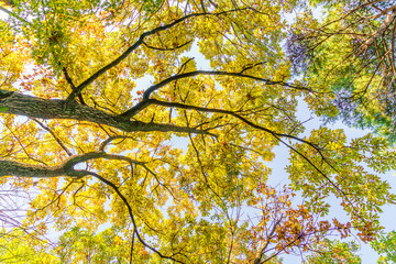 Beautiful Colorful Autumn Leaves