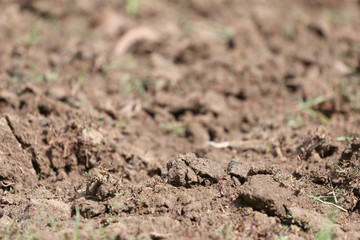 Ground of farmland are sharp in only front area.