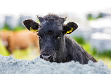 Fototapeta premium Cute black calf