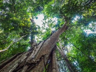 Naklejka premium Old giant rain tree