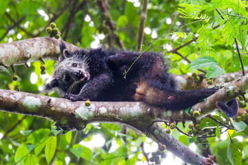 Close up of  Binturong(Arctictis binturong) 
