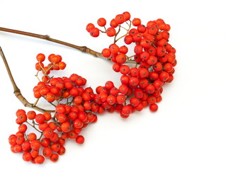 bunch of rowan on white background. Red rowanberry.