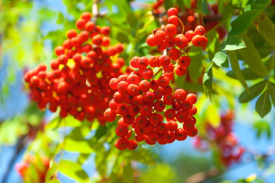 Rowan tree, Close-up of bright rowan berries on a tree on a sunny day.