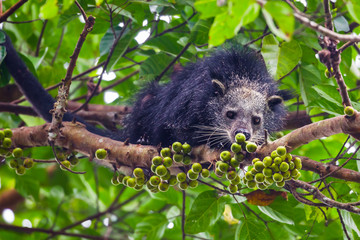 Close up of  Binturong(Arctictis binturong) 