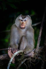 Portrait of Pig-tailed macaque (Macaca nemestrina) in real nature at Khaoyai national park,Thailand