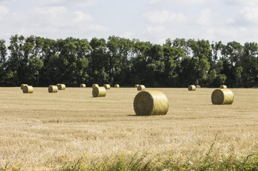 Fototapeta premium Collection of hay in a field in the village