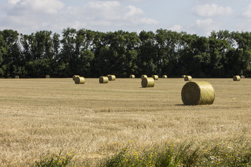 Field of wheat in the villages