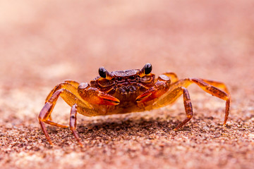 Hairy leg mountain crab at Phu Hin Rong Kla National Park.