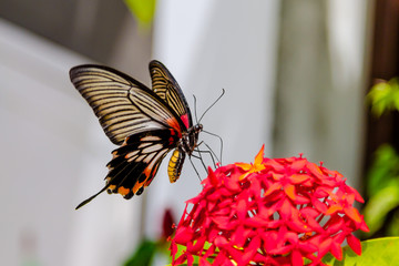 Swallow tailed Butterfly butterfly feeding from red flowers