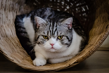 Grey cat in a wooden basket