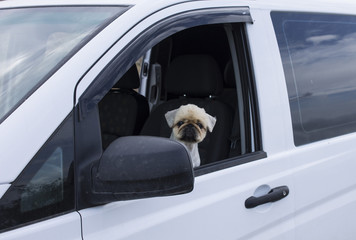 Dog sitting in the car on the driver's seat