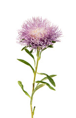Beautiful flower aster isolated