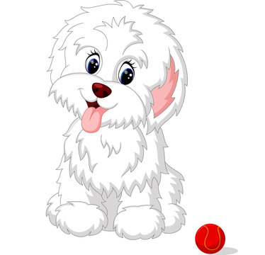 Cute white lap-dog puppy posing