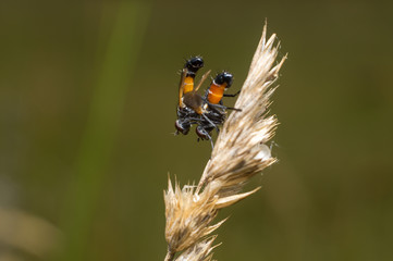 Macro insetti, mosche in accoppiamento, insetti che si accoppiano