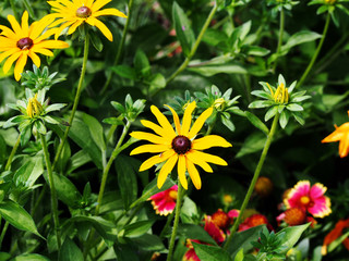 Rudbeckia fulgida 'Goldstrum' (orange coneflower) - beautiful yellow summer flowers    