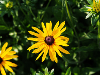 Rudbeckia fulgida 'Goldstrum' (orange coneflower) - beautiful yellow summer flowers  