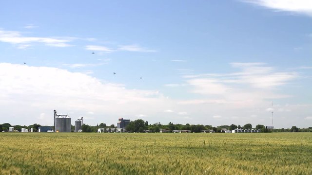 Western Minnesota 14 - Farm and Field with Birds