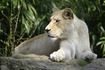 Fototapeta na wymiar Closeup of rare white lioness (Panthera leo) lying on rock