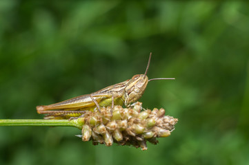 Grillo in primo piano sfondo prato, macri di grillo su foglia, insetto su ramo