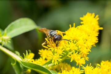 Vespa gialla in primo piano impollina fiore, ape maia, ape, vespa, insetto su fiore, polline fiore giallo