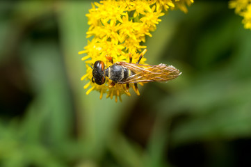 Vespa gialla in primo piano impollina fiore, ape maia, ape, vespa, insetto su fiore, polline fiore giallo