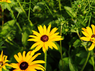 Rudbeckia fulgida 'Goldstrum' (orange coneflower) - beautiful yellow summer flowers  