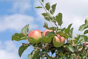  Äpfel ,Malus,Apfelbaum, Apples