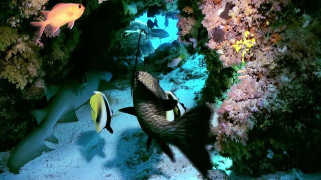Shark is sleeping in the reef in lagoon ocean. Amazing, beautiful underwater marine life world of sea creatures in Maldives. Scuba diving and tourism.