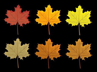 Set of colorful autumn leaves. Cartoon and flat style leafs. Black background. Vector illustration.