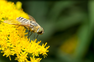 Vespa gialla in primo piano impollina fiore, ape maia, ape, vespa, insetto su fiore, polline fiore giallo