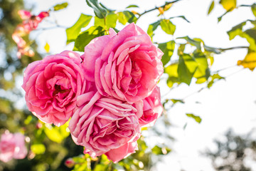 Rosa Rosen im Gegenlicht