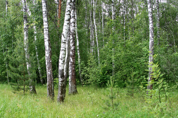 Naklejka premium birch trees in a forest