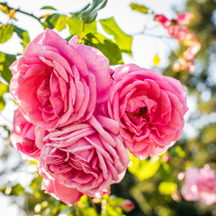 Rosa Rosen im Gegenlicht