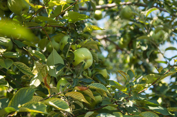 apples on the tree