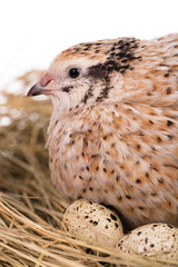 Cute adult quail