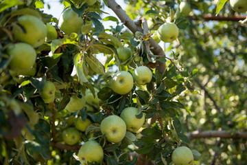 apples on the tree