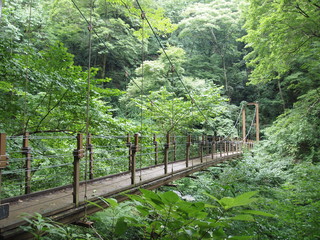 高尾山　つり橋